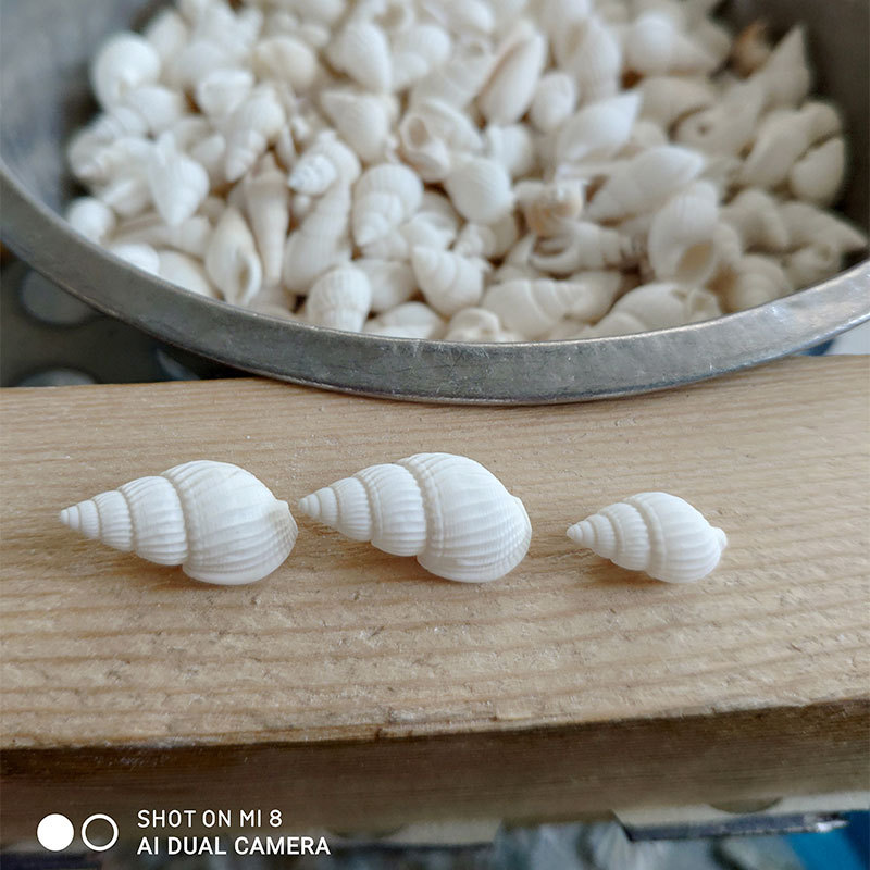 天然のゼウキシス貝とナサリウス貝 - 家庭用水槽の装飾、ホワ - Marine Aquarium のレビューと価格