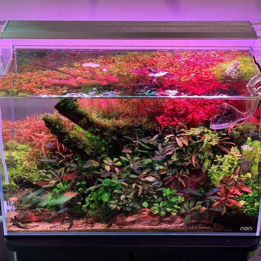 WEEK AQUA アクアリウム用LEDバイビッドライト（海 - Reef Lighting のレビューと価格